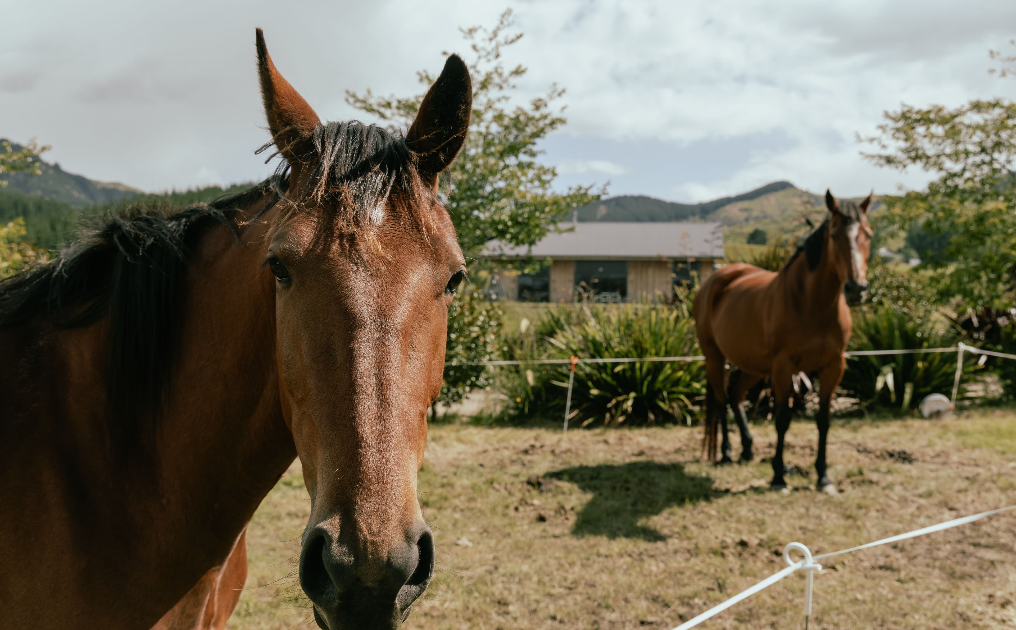 Beautiful horse trek horses in Hawke's Bay grazing in their paddock looking into the camera