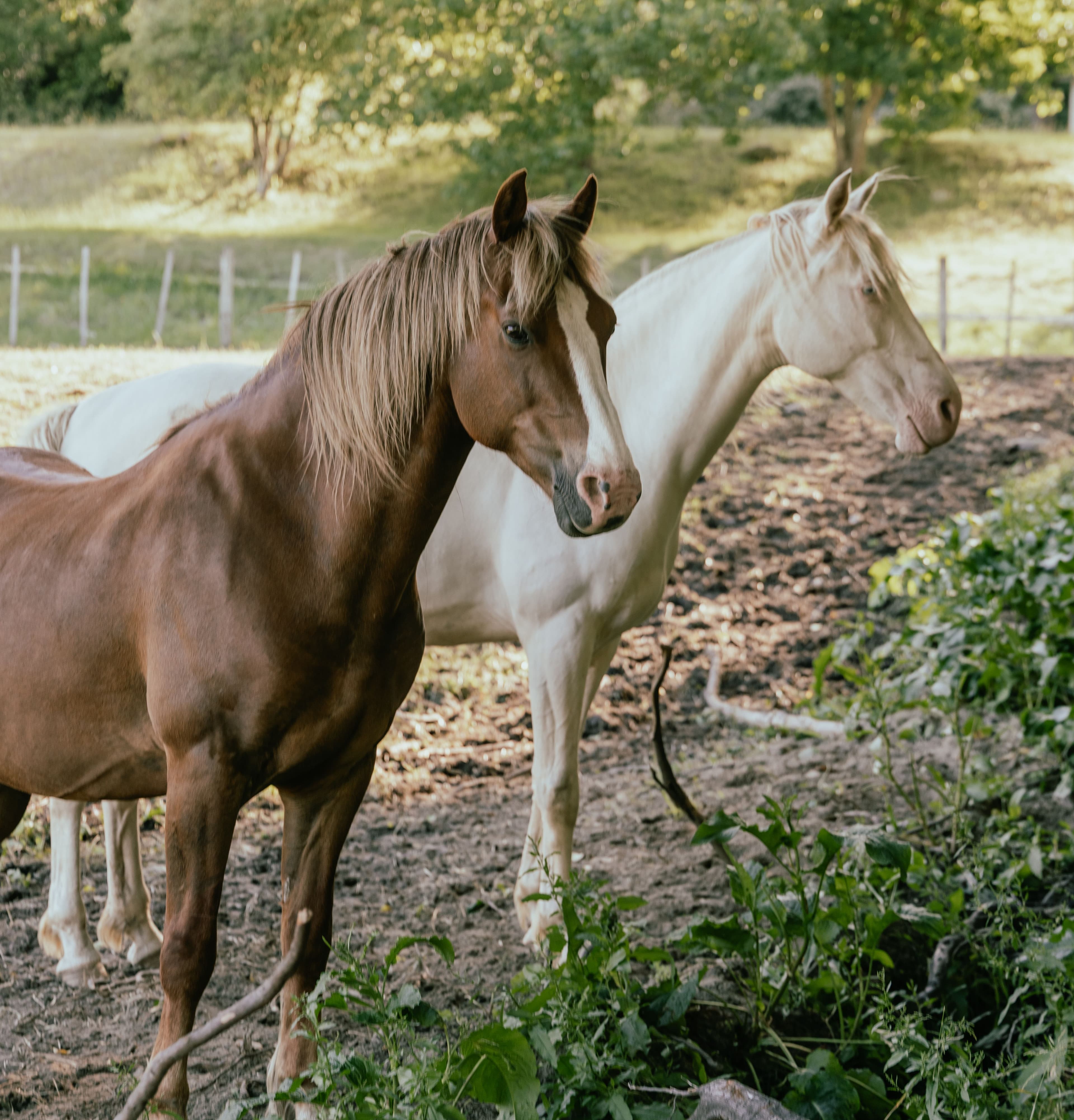 Gorgeous horses ready to go horse trekking!
